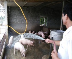 Chủ động phòng chống nắng nóng cho vật nuôi