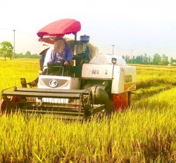 Nghi Vạn - Nghi Lộc: Giống lúa ADI 168 đạt năng suất cao trong mô hình cánh đồng mẫu lớn