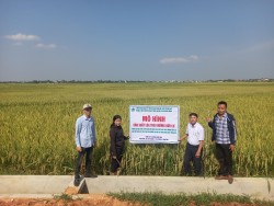 Kết quả xây dựng mô hình sản xuất lúa theo hướng hữu cơ tại Nghệ An