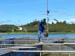 Tân Kỳ: Tiềm năng từ mô hình nuôi cá trắm đen