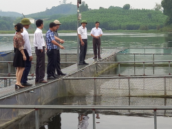 Trung tâm Khuyến nông tỉnh Nghệ An: Nghiệm thu mô hình nuôi cá trắm đen trong lồng trên hồ đập bằng thức ăn công nghiệp tại huyện Tân Kỳ