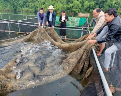 Trung tâm Khuyến nông tỉnh Nghệ An nghiệm thu mô hình “Nuôi cá Vược thương phẩm trong lồng” tại huyện Quế Phong