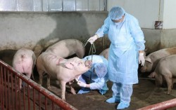 Cần chủ động phòng bệnh dịch tả lợn Châu Phi