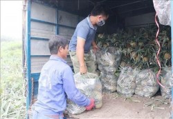 Nông dân Quỳnh Lưu phấn khởi dứa được mùa được giá