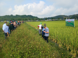 Hội nghị tổng kết mô hình “Quản lý sức khỏe cây trồng tổng hợp (IPHM) trên cây lúa” tại huyện Yên Thành