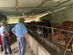 Cần nuôi dưỡng và chăm sóc tốt bò cái sinh sản