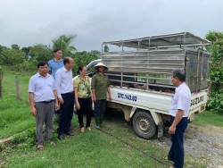 Trung tâm Khuyến nông Nghệ An: Tổ chức giao giống và thức ăn hỗn hợp thực hiện mô hình “Chăn nuôi lợn thịt an toàn sinh học”