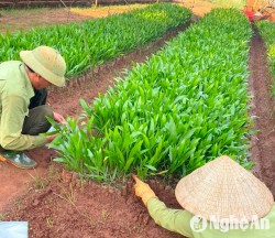 Nghệ An phấn đấu cung ứng 41 triệu giống cây lâm nghiệp chất lượng cao