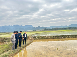 Kiểm tra tình hình sản xuất đầu vụ Đông Xuân năm 2025 tại các huyện.