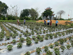 Trung tâm Khuyến nông tỉnh Nghệ An kiểm tra và khảo sát các mô hình nông nghiệp tại huyện Đô Lương