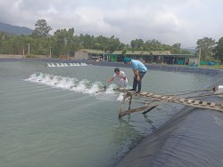 Nghệ An: Hoàn thành các chỉ tiêu kế hoạch nuôi trồng thuỷ sản năm 2024