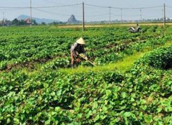 Hiệu quả mô hình khoai lang vụ Đông ở xã Quỳnh Yên