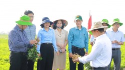 Phổ cập giống lạc chất lượng cao cho vùng Bắc Trung bộ