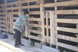 Nông dân xã Quỳnh Lộc chăn nuôi hươu, nai cho thu nhập cao