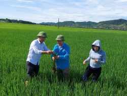 Kiểm tra đánh giá mật độ sâu cuốn lá nhỏ lứa 5 và hướng dẫn phòng trừ hiệu quả 