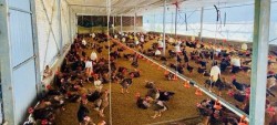 Một số định hướng công tác xây dựng mô hình Khuyến nông giai đoạn 2026 - 2030