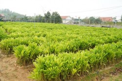 Nông dân phường Hoàng Mai làm giàu từ sản xuất cây giống
