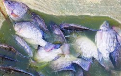 Nghệ An đặt nhiều kỳ vọng vào cá rô phi Hồng Sinh