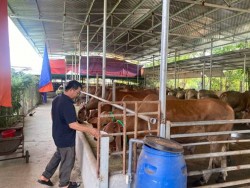 Làm giàu từ chăn nuôi bò thịt