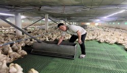 Hiệu quả chăn nuôi vịt ( giống Cherry) thương phẩm trên nền chuồng sàn
