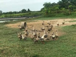 Hiệu quả mô hình nuôi ngỗng xám thương phẩm an toàn sinh học tại xã Quỳnh Lưu, tỉnh Nghệ An