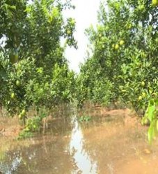 Một số biện pháp khắc phục vườn cây ăn quả có múi sau mưa lũ