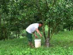 Một số biện pháp khắc phục vườn cây ăn quả có múi sau mưa lũ