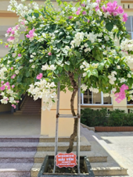 Gương người phụ nữ làm kinh tế giỏi, đi đầu trong mọi phong trào và hoạt động của địa phương