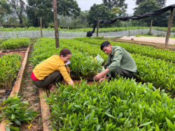 Giải pháp đánh thức tiềm năng kinh tế rừng ở miền Tây xứ Nghệ