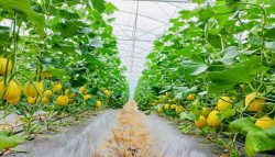 Trồng dưa lê Hàn Quốc cho thu nhập cao tại xã Trung Lộc, Nghệ An