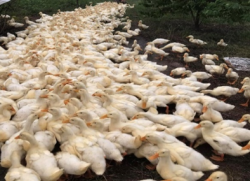 Phát triển bền vững từ mô hình VAC     