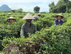 Nông dân xã Nghĩa Hưng thu nhập cao từ cây Sâm núi Dành