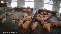 Kết quả thực hiện dự án “xây dựng mô hình chăn nuôi lợn thịt chứng nhận VIETGAHP gắn với liên kết tiêu thụ sản phẩm” năm 2025 tại Nghệ An