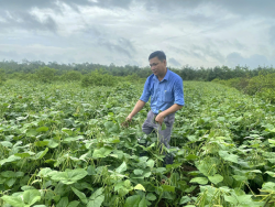 Trồng thâm canh cây đậu xanh theo tiêu chuẩn VietGAP: Mô hình vàng của nông nghiệp liên kết