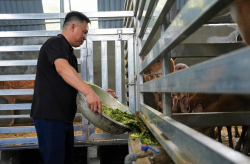 Hiệu quả từ mô hình nuôi hươu sao