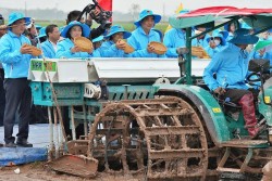 Giữ nông dân ở lại với cây lúa bằng cánh đồng lớn