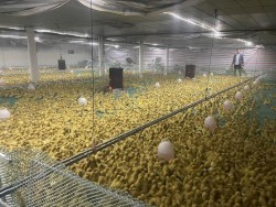 Đổi mới Khuyến nông – Đòn bẩy phát triển nông nghiệp hiệu quả, bền vững ở Nghệ An giai đoạn 2026 – 2030