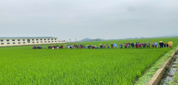 Trung tâm Khuyến nông Nghệ An: Tập huấn kỹ thuật thâm canh sản xuất lúa cho nông dân năm 2026