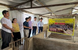 Trung tâm Khuyến nông Nghệ An tổ chức giao giống lợn thịt và thức ăn hỗn hợp cho mô hình “Nuôi lợn thịt theo tiêu chuẩn VietGAHP phòng chống bệnh dịch tả lợn Châu Phi, liên kết tiêu thụ sản phẩm”