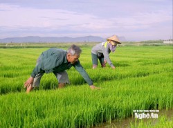 Nông dân Nghệ An:Chủ động chuyển đổi số, chuyển đổi xanh