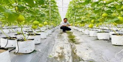 Thành công từ mô hình nông nghiệp công nghệ cao gắn với liên kết tiêu thụ sản phẩm