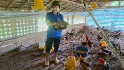 Thanh niên vùng cao khởi nghiệp phát triển kinh tế từ chăn nuôi
