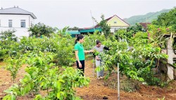 Xã Đại Huệ: Lấy ngắn nuôi dài, phát triển kinh tế từ mô hình sản xuất tổng hợp