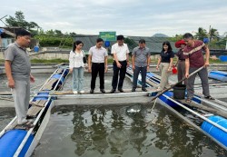 Nghệ An: Kiểm tra, nghiệm thu mô hình sản xuất giống cá chim vây vàng quy mô công nghiệp, sạch bệnh