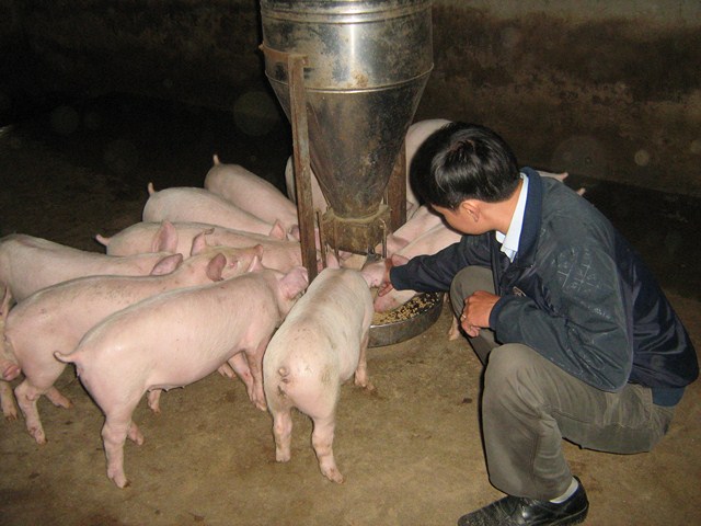 Lợi ích của việc tập ăn sớm cho lợn con