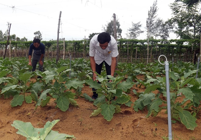 Nghi Lộc chú trọng xây dựng và nhân rộng mô hình sản xuất rau đảm bảo an toàn thực phẩm