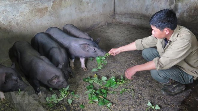 Hiệu quả từ mô hình chăn nuôi lợn SaoVa ở Quế Phong – Nghệ An.