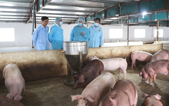 Cần thực hiện tốt phòng bệnh dịch tả lợn Châu Phi
