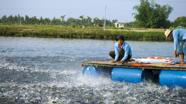 Kết quả phát triển lĩnh vực thủy sản năm 2018