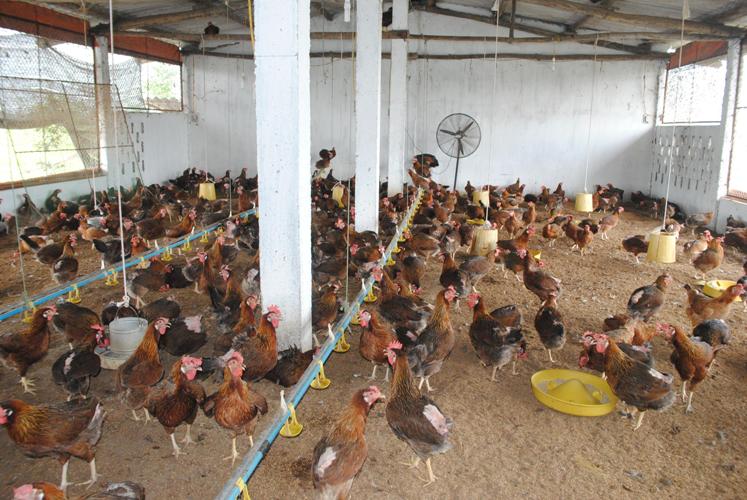 Bình Phước Mô hình chăn nuôi gà thả vườn an toàn sinh học  Thông báo   Phường Hương Sơn